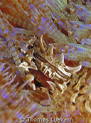 clean zebra shrimp :-), Sorong, F100 by Thomas Lueken 